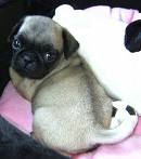 pug2.jpg pug2.jpg