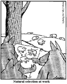 Larson Natural Selection.jpg