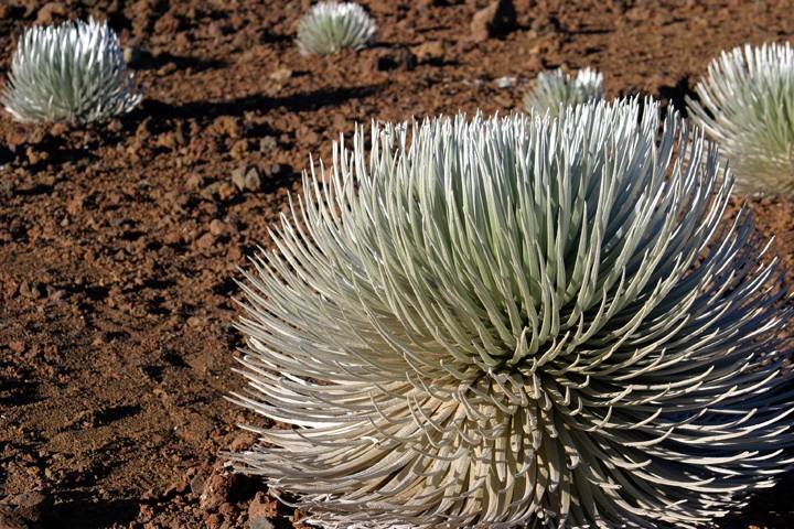 Silver sword in blossom.jpg