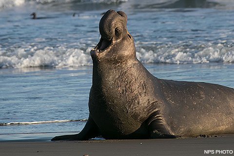 elephant seal.jpg