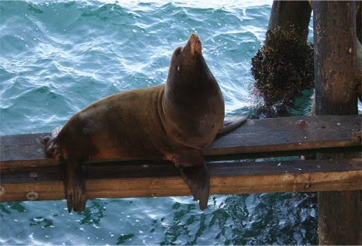 sea-lion.jpg